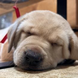 Hunter Mill Retrievers Artemis' Atlas Unbound - Yellow male Labrador Retriever puppy in Vienna, Virginia from Hunter Mill Retrievers, LLC