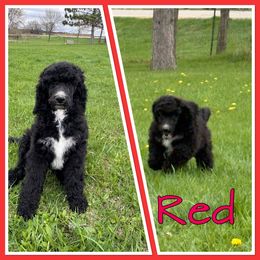 Red - Black male Poodle puppy in Mauston, Wisconsin from Quiverfull Acres