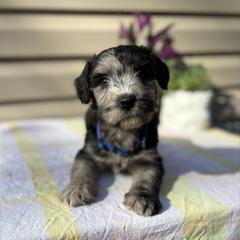 Rocky road - Merle male Whoodle puppy in Gladewater, Texas from Kalin’s K9s