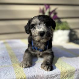 Rocky road - Merle male Whoodle puppy in Gladewater, Texas from Kalin’s K9s