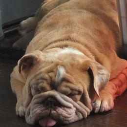 Gorda - Bulldog
