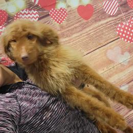 Lucy - Apricot female Goldendoodle puppy in Milwaukwe, Wisconsin from Wisconsin Doodles
