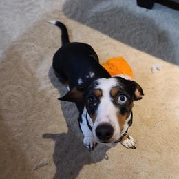 Skeeter - Dachshund