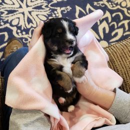 Toy Australian Shepherd Puppies from Reflections of Star Crest Kennel