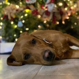 Dalmatian and Labrador Retriever Puppies from ECMO Farm Dalmatians & Labrador Retrievers