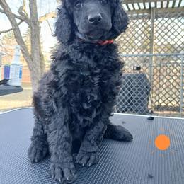 Orange - Black female Poodle puppy in Big Rapids, Michigan from Meeker's Ridge Standard Poodles