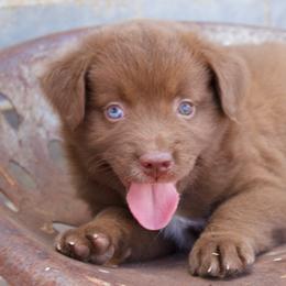 Regan - Red tri female Miniature Australian Shepherd puppy in Godley, Texas from Bradley Kennels