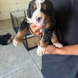 Loreto - Black tan and white male Bernese Mountain Dog puppy in Ramona, California from Buendias Ranch Saint Bernards & Bernese Mountain Dogs