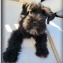 Clover - Black male Giant Schnauzer puppy in Saratoga Springs, Utah from Happy Beard Schnauzers