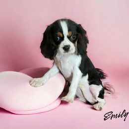 Cavalier King Charles Spaniel, Cavapoo, and Poodle Puppies from Maria's Pups
