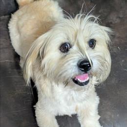 Maggie Mae - Lhasa Apso
