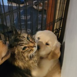 Golden Retriever Puppies from JK Goldens