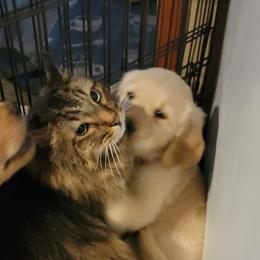Golden Retriever Puppies from JK Goldens