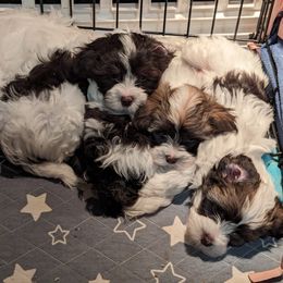 Havanese Puppies from Havanese Puppies of Austin Texas