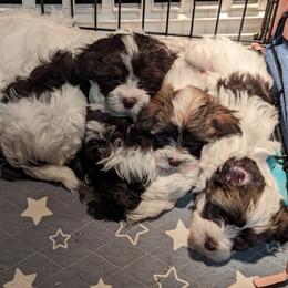 Havanese Puppies from Havanese Puppies of Austin Texas