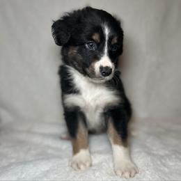 Tucker - Black tri male Miniature Australian Shepherd puppy in Visalia, California from Furrever.Mini.Aussies.llc