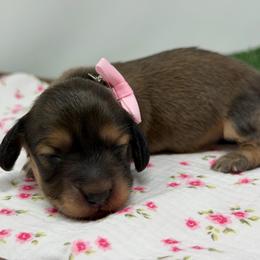 Dove - Cream female Dachshund puppy in Murfreesboro, Tennessee from Kimbrie's Dream Cream Doxies