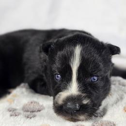 Reze - Black and white female Siberian Husky puppy in Buckeye, Arizona from Anime Huskies