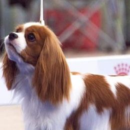 Cavalier King Charles Spaniels from Wrenwood Cavalier King Charles Spaniels
