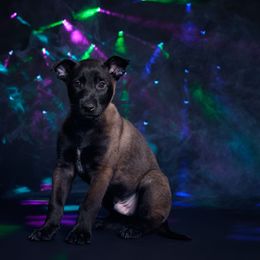 Lando - Black sable male Belgian Malinois puppy in Sanger, Texas from Faubion Malinois