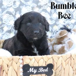 Bumble Bee - Black and white male Aussiedoodle puppy in Ennis, Texas from God’s Little Aussies