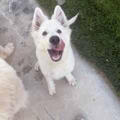 Berger Blanc Suisse and German Shepherd Puppies from Scenic Creek German Shepherds and White Swiss Shepherds