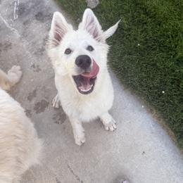 Berger Blanc Suisse and German Shepherd Puppies from Scenic Creek German Shepherds and White Swiss Shepherds