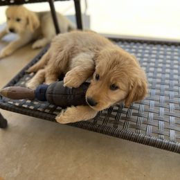 Golden Retriever Puppies from Sunshine Mountain Retrievers