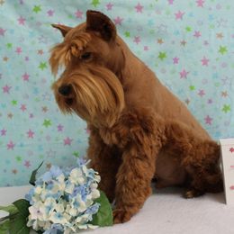 Opie - Miniature Schnauzer