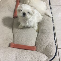 Shih Tzu Puppies from Sarayas Shih Tzus