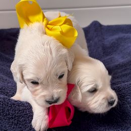 Ms Yellow - Light golden female Golden Retriever puppy in Denton, Texas from Farley Goldens