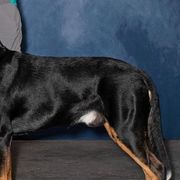 Greater Swiss Mountain Dogs from Alpenblick