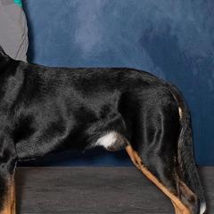 Greater Swiss Mountain Dogs from Alpenblick