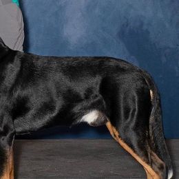 Greater Swiss Mountain Dogs from Alpenblick