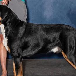 Greater Swiss Mountain Dogs from Alpenblick