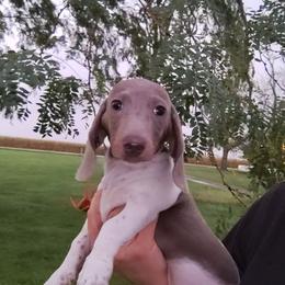 Steel - Fawn (isabella) and tan male Dachshund puppy in Hudson, Michigan from Mittentail Kennel Miniature Dachshunds & Australian Shepherds