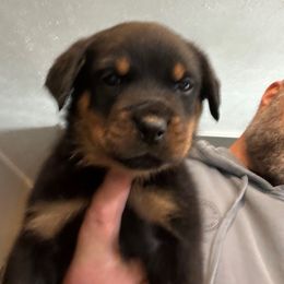 Boy 3 - Black and mahogany male Rottweiler puppy in Ridgeland, South Carolina from VHK Rottweilers