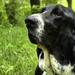 Basset Hounds from Lady Mae Bassets