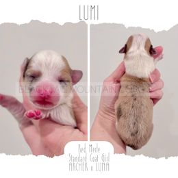 Lumi - Red merle and white female American Corgi puppy in Santaquin, Utah from Blacktail Mountain Corgis