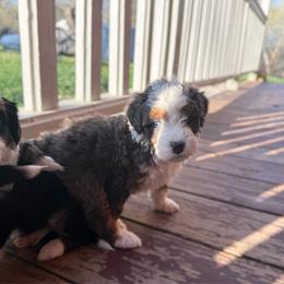Ria - Merle female Bernedoodle puppy in Wamego, Kansas from Doodles of Oz