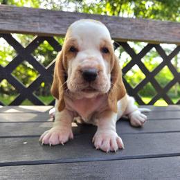 Axel - Red and white male Basset Hound puppy in Denison, Texas from Emma Lou's Baby Bassets