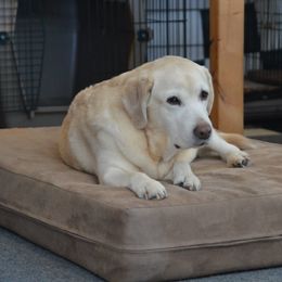 Labrador Retriever All Grown Up from Cribstone Labradors