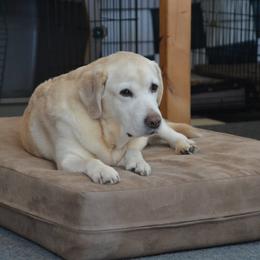 Labrador Retriever All Grown Up from Cribstone Labradors