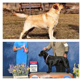 Labrador Retriever Puppies from Desert Haven lab