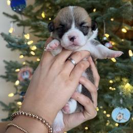 Stuffing - Red male Pembroke Welsh Corgi puppy in Colbert, Washington from Siclair Crowns Corgis