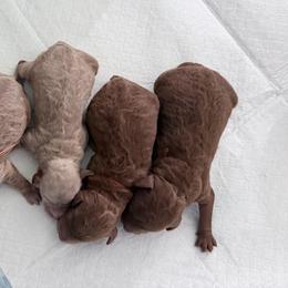 Goldendoodle puppies from Betty's Goldendoodles