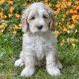 Australian Labradoodles from Skyedoodles Labradoodles
