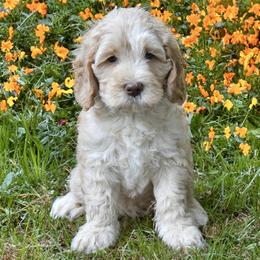 Australian Labradoodles from Skyedoodles Labradoodles