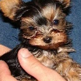 Yorkshire Terriers from Country Yorkies