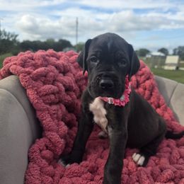 Vee - Black female Great Dane puppy in Granby, Missouri from HCR Great Danes